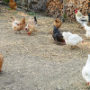 Illustration : Les maladies fr&eacute;quentes chez les poules