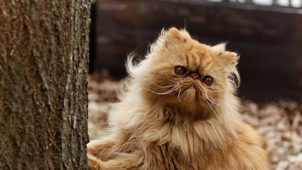 Illustration : "Face à l'augmentation de la demande d'adoptions, des chercheurs s'inquiètent des risques encourus par les chats brachycéphales"