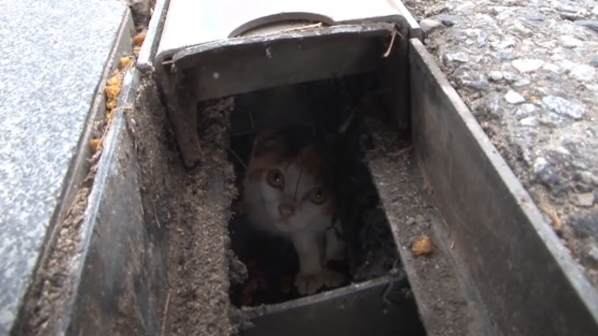 Illustration : "Les secours mettent au point un plan astucieux pour sauver un chat pris au piège dans les égouts depuis 2 mois "