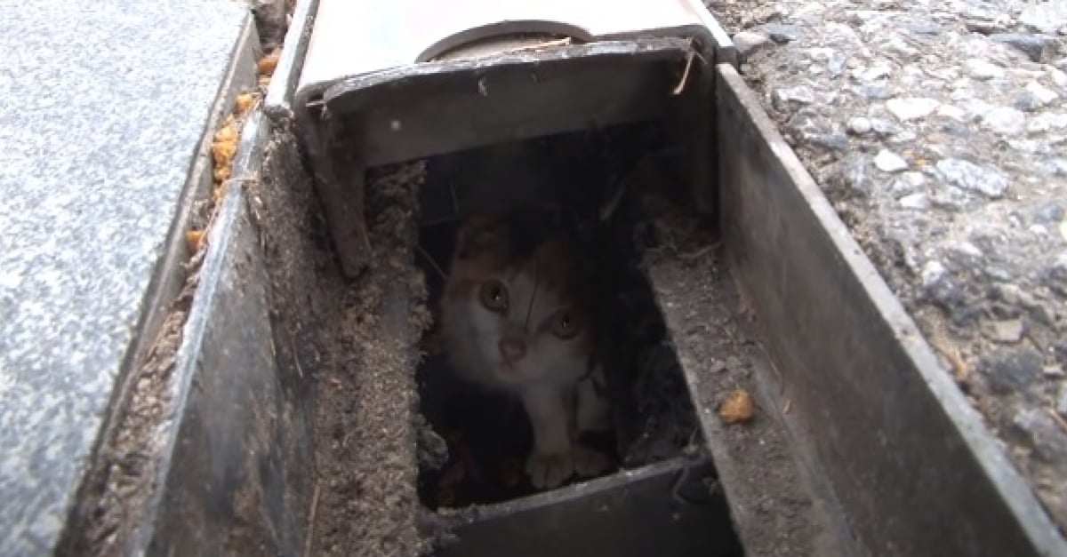 Les Secours Mettent Au Point Un Plan Astucieux Pour Sauver Un Chat Pris Au Piege Dans Les Egouts Depuis 2 Mois