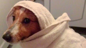 Illustration : 17 chiens décidés à vous faire savoir qu'ils ne supportent plus le bain