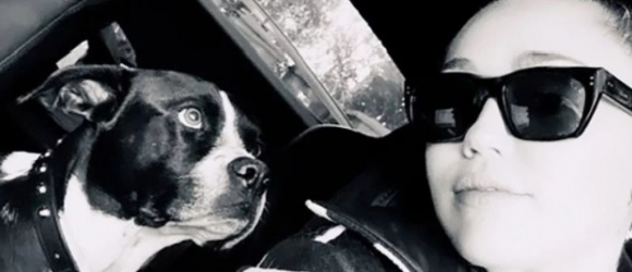 Illustration : "L'émouvant hommage de Miley Cyrus à son chien croisé Pitbull,