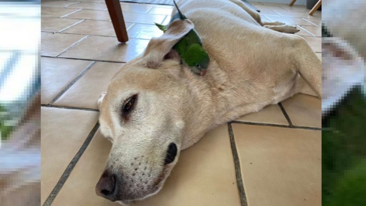 Illustration : "Un Labrador Retriever sauve un oiseau blessé dans son jardin et devient son meilleur ami"