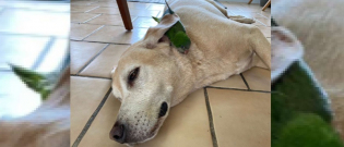 Illustration : "Un Labrador Retriever sauve un oiseau blessé dans son jardin et devient son meilleur ami"