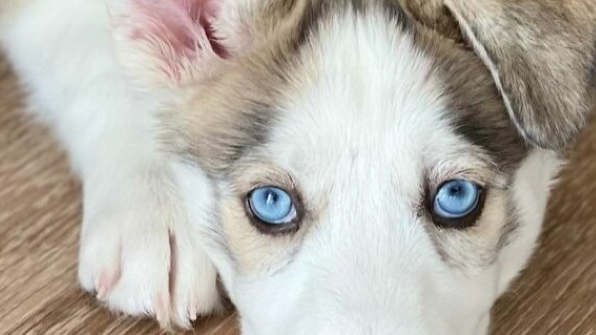 Illustration : "20 chiens aux regards uniques qui vous feront fondre en un clin d'oeil "