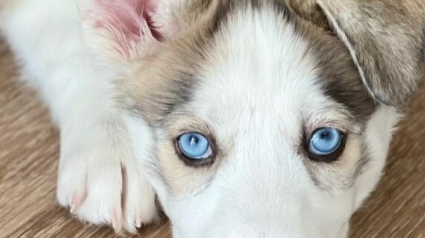 Illustration : 20 chiens aux regards uniques qui vous feront fondre en un clin d'oeil 
