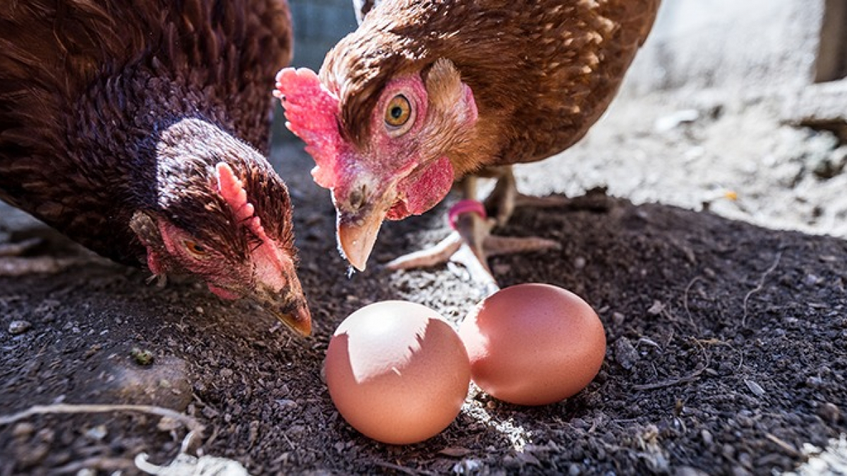 Illustration : "Mes poules mangent leurs œufs : que faire ?"