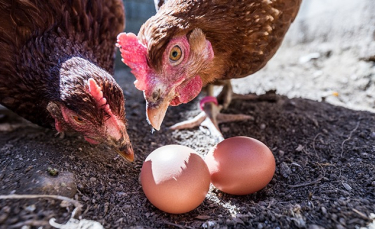 Illustration : "Mes poules mangent leurs œufs : que faire ?"