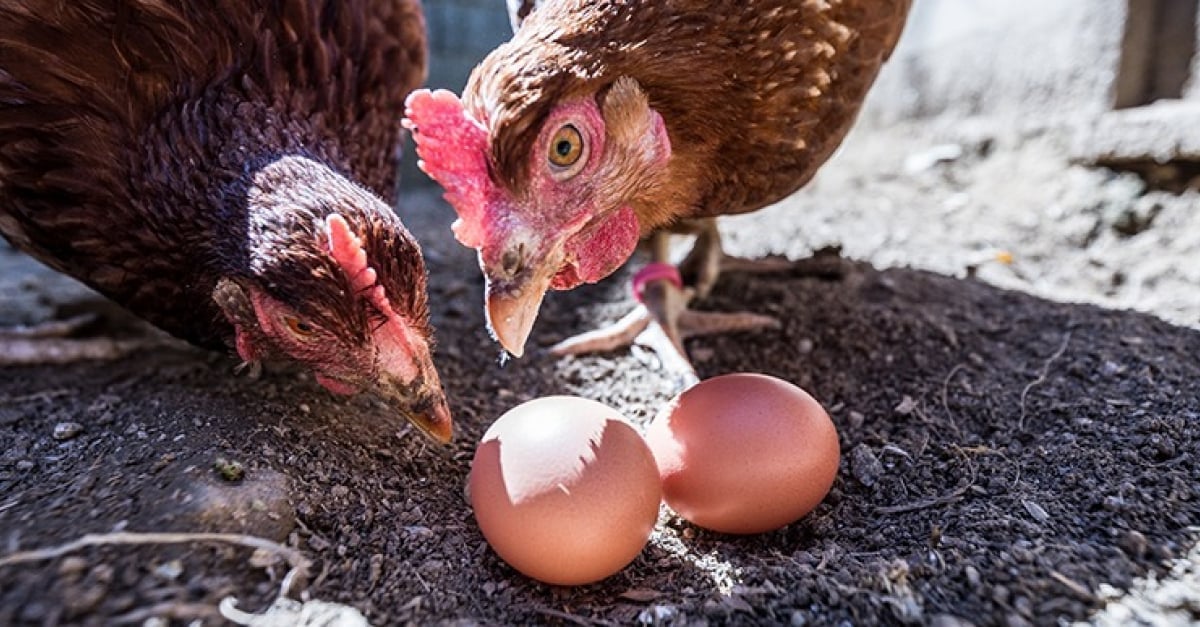 Quelle alimentation pour ses poules pondeuses ?