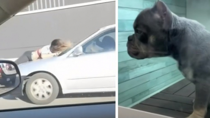 Illustration : Une jeune femme se jette sur le toit d'une voiture pour tenter de sauver un chien volé sous ses yeux (Vidéo)