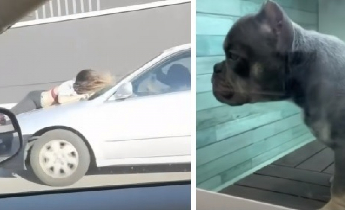 Illustration : "Une jeune femme se jette sur le toit d'une voiture pour tenter de sauver un chien volé sous ses yeux (Vidéo)"