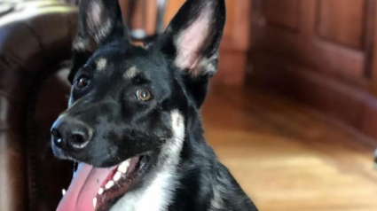 Illustration : Major, le chien du président américain aura lui aussi droit à une cérémonie d'investiture pour célébrer son entrée à la Maison-Blanche