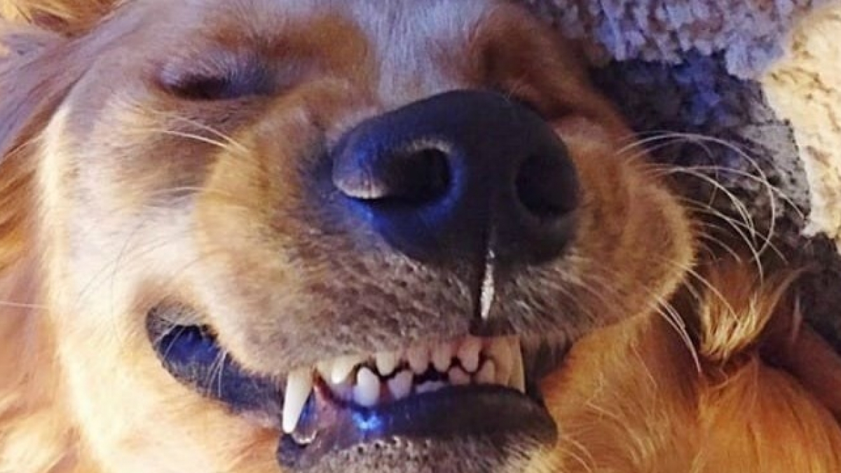 Illustration : "14 chiens aux sourires contagieux qui illumineront votre journée "