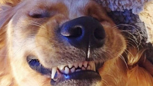 Illustration : 14 chiens aux sourires contagieux qui illumineront votre journée 