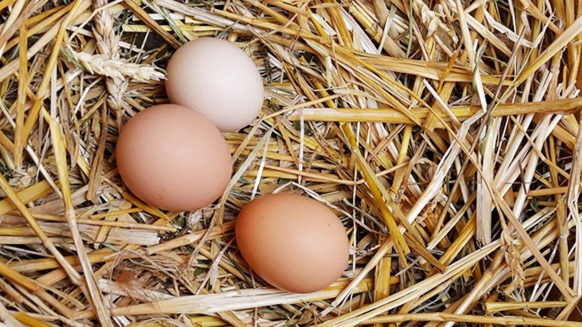 Illustration : "L'âge de la ponte d'une poule"