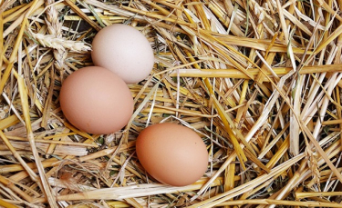 Illustration : "L'âge de la ponte d'une poule"