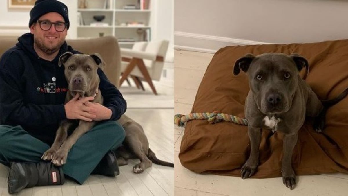 Illustration : "L'acteur américain Jonah Hill heureux papa d'un chien croisé Pitbull remercie le refuge où il l'a adopté"