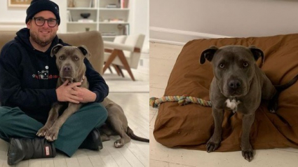 Illustration : L'acteur américain Jonah Hill heureux papa d'un chien croisé Pitbull remercie le refuge où il l'a adopté