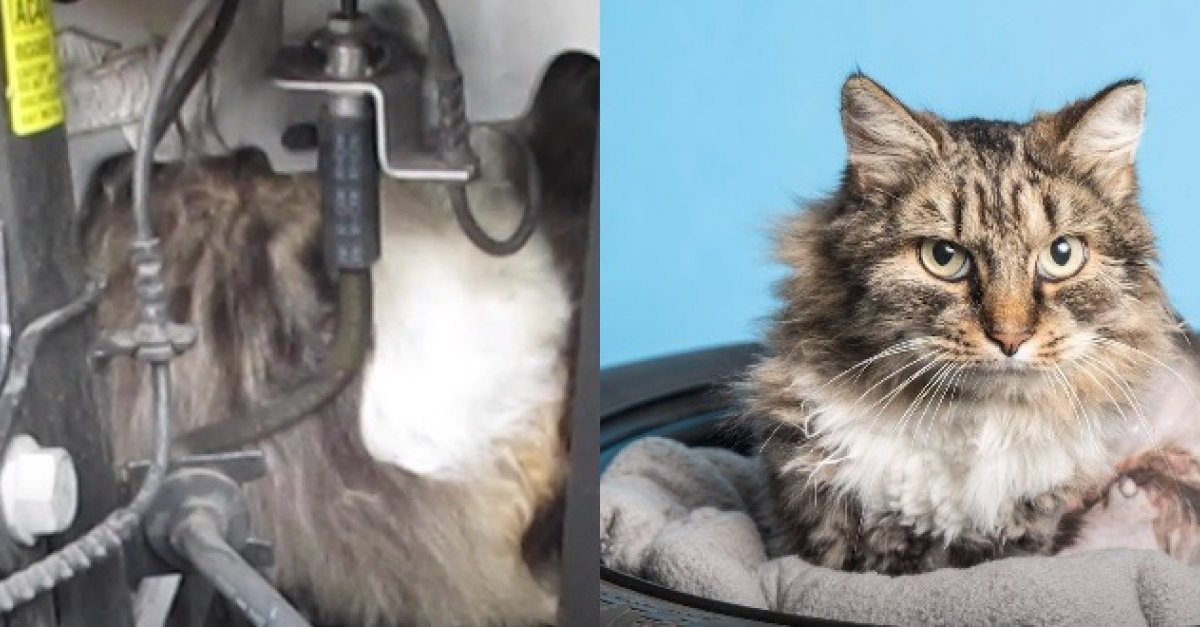 Un Maine Coon Sauve Par Un Garagiste Et Des Veterinaires Apres 3 Heures De Travail Un Maine Coon Sauve Par Un Garagiste Et Des Veterinaires Apres 3 Heures De Travail