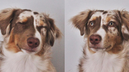 Illustration : 20 photos de Bergers Australiens qui prouvent qu'ils sont la combinaison parfaite entre le "beau" et "gentil" chien