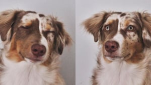 Illustration : 20 photos de Bergers Australiens qui prouvent qu'ils sont la combinaison parfaite entre le "beau" et "gentil" chien