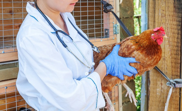 Illustration : "Vermifuger ses poules"