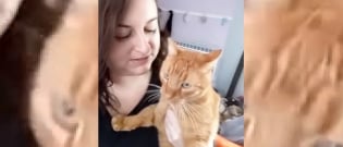 Illustration : "Un chat retrouve sa propriétaire touchée par la Covid-19 six ans après sa disparition et devient son plus grand soutien"