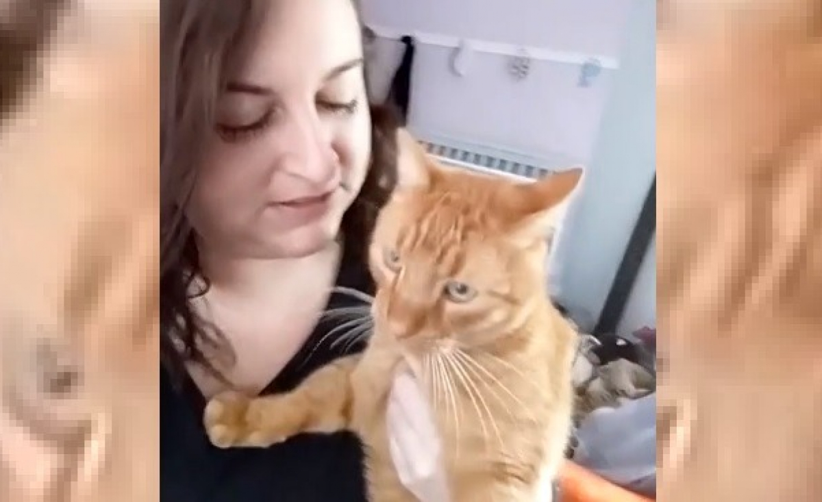 Illustration : "Un chat retrouve sa propriétaire touchée par la Covid-19 six ans après sa disparition et devient son plus grand soutien"