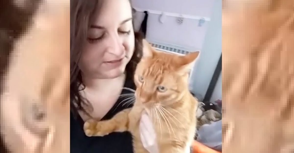 Un Chat Retrouve Sa Proprietaire Touchee Par La Covid 19 Six Ans Apres Sa Disparition Et Devient Son Plus Grand Soutien Un Chat Retrouve Sa Proprietaire Touchee Par La Covid 19 Six Ans Apres Sa Disparition Et Devient Son Plus Grand Soutien