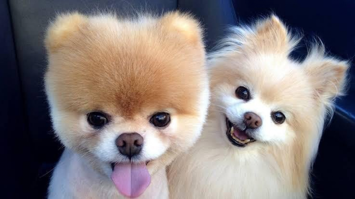 Illustration : "15 chiens aux sourires charmants qui illumineront votre journée"