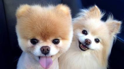 Illustration : 15 chiens aux sourires charmants qui illumineront votre journée