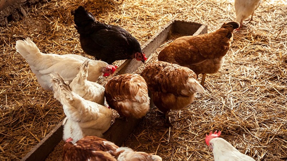 Illustration : "Bien choisir les races de poules pour son élevage"