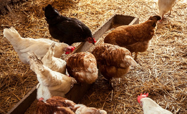 Illustration : "Bien choisir les races de poules pour son élevage"