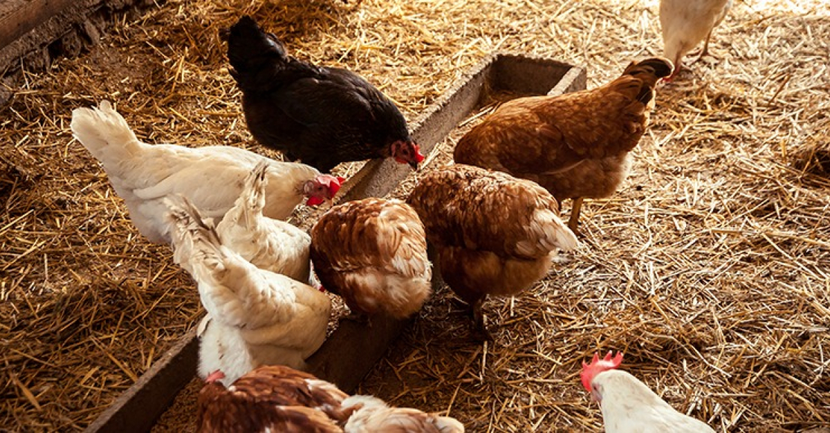 Quelles Races De Poules Choisir Pour Son Elevage