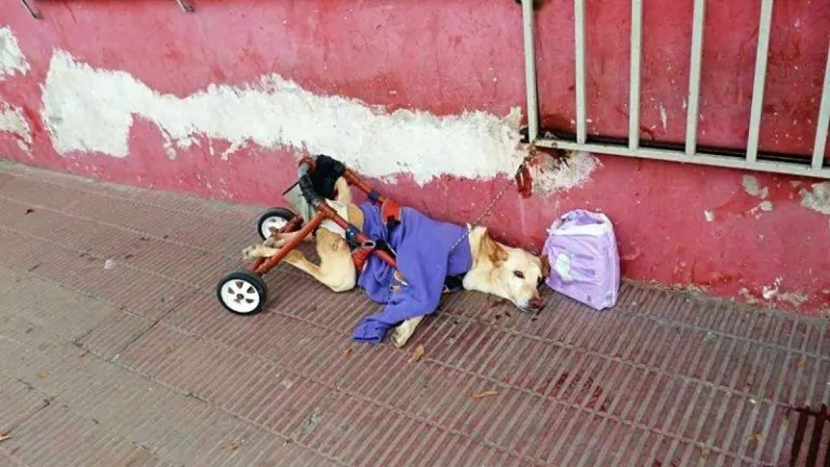 Illustration : "Un passant découvre un chien handicapé, abandonné en pleine rue et lui offre une seconde chance "