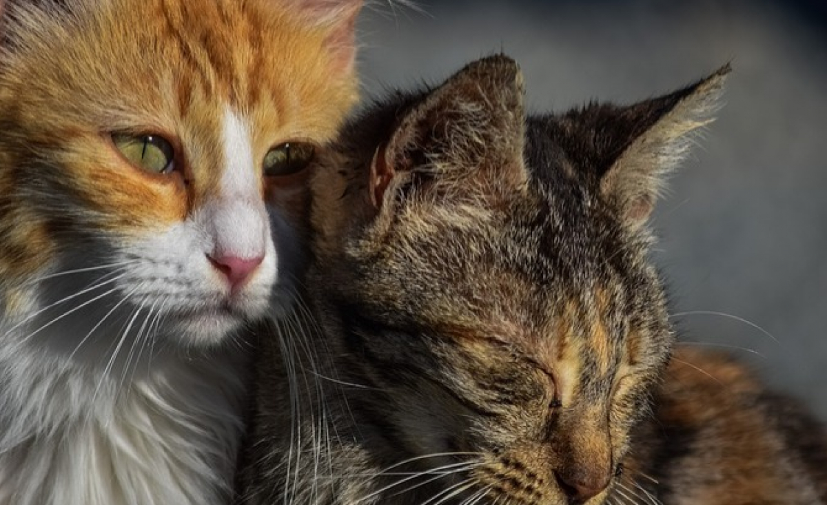 Illustration : "La Fondation 30 millions d'Amis prend en charge une quarantaine de chats chez une propriétaire