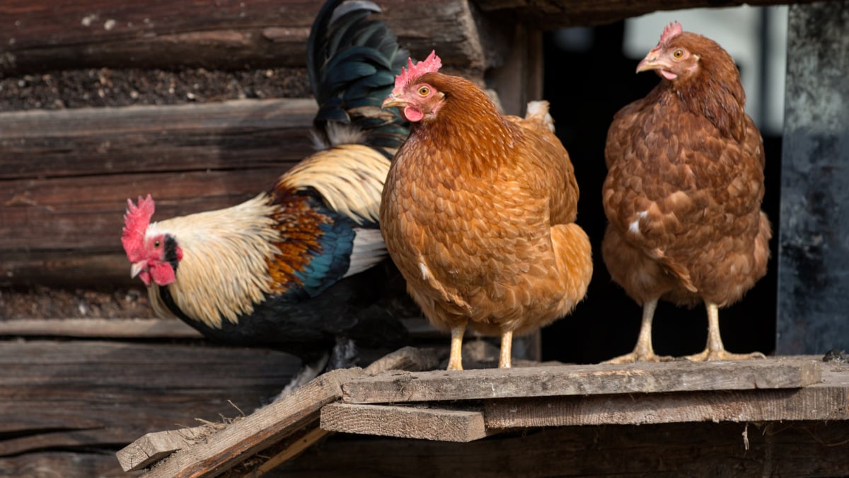 Illustration : "Intégrer une nouvelle poule dans un poulailler"