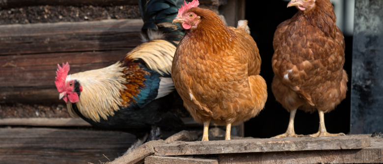 Illustration : "Intégrer une nouvelle poule dans un poulailler"