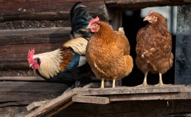 Illustration : "Intégrer une nouvelle poule dans un poulailler"