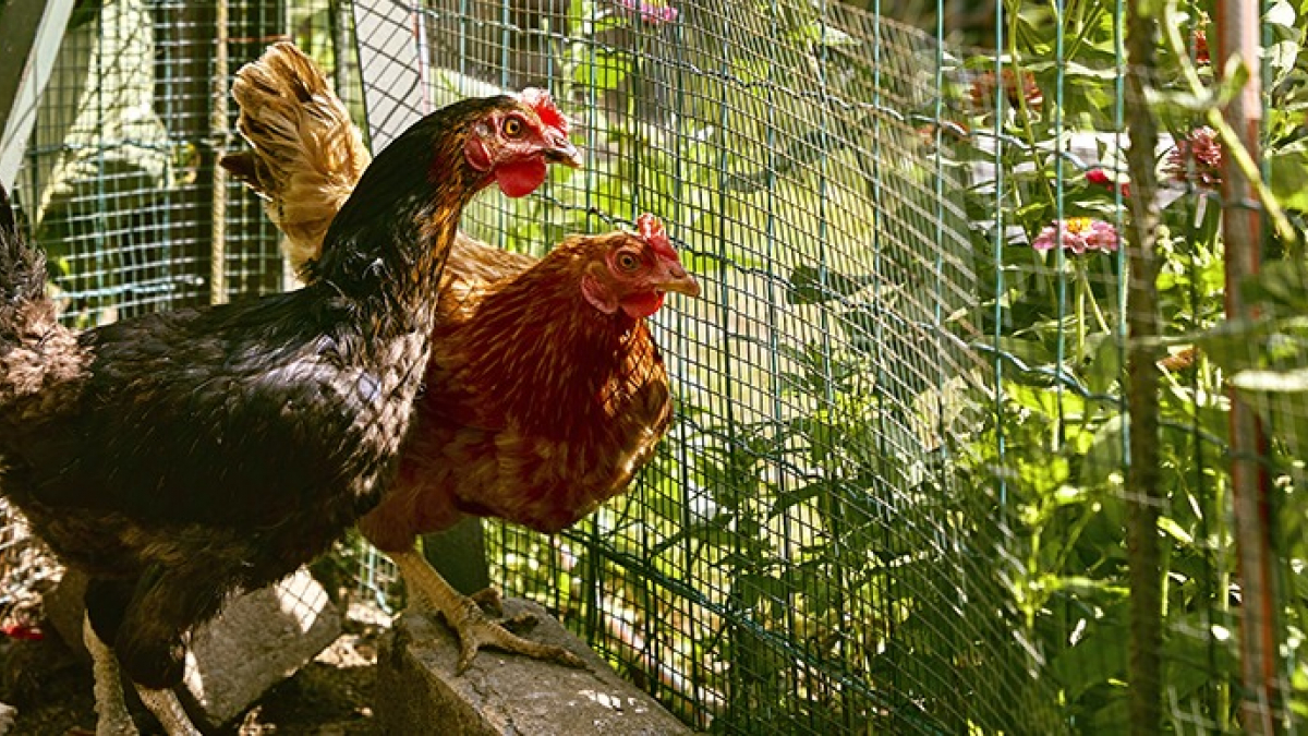 Illustration : "Avoir 2 poules dans un petit jardin"