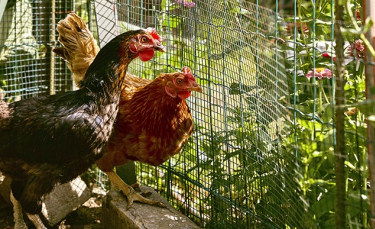 Illustration : "Avoir 2 poules dans un petit jardin"