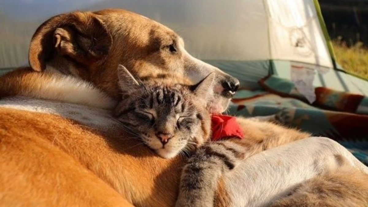 Illustration : "17 animaux qui feront tout pour préserver votre bonne humeur"