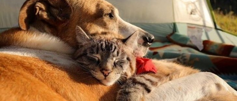 Illustration : "17 animaux qui feront tout pour préserver votre bonne humeur"