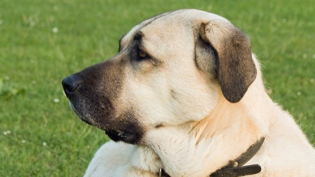 Illustration : "Volé puis revendu, ce chien est retrouvé grâce à une photo Facebook et sa cicatrice"