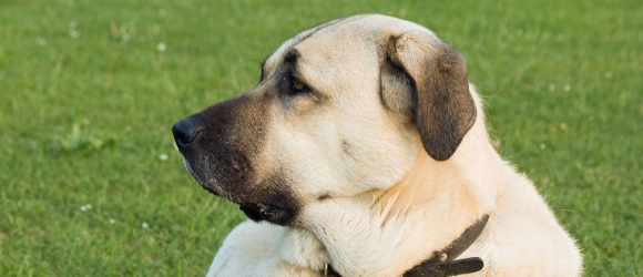 Illustration : "Volé puis revendu, ce chien est retrouvé grâce à une photo Facebook et sa cicatrice"