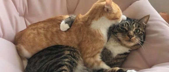 Illustration : "Ce chaton errant fait tout son possible pour être adopté par le chat de sa famille d'accueil "