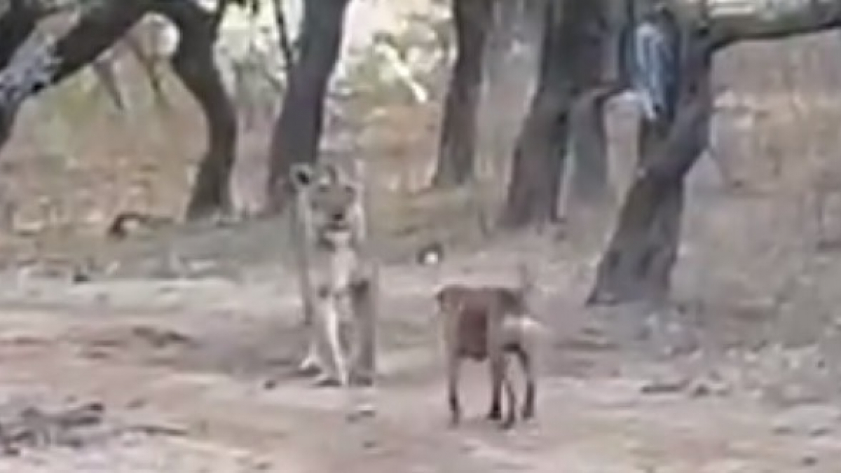 Illustration : "Un chien errant courageux combat héroïquement une lionne sauvage ! (Vidéo)"