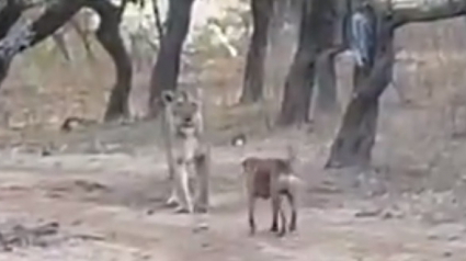 Illustration : Un chien errant courageux combat héroïquement une lionne sauvage ! (Vidéo)