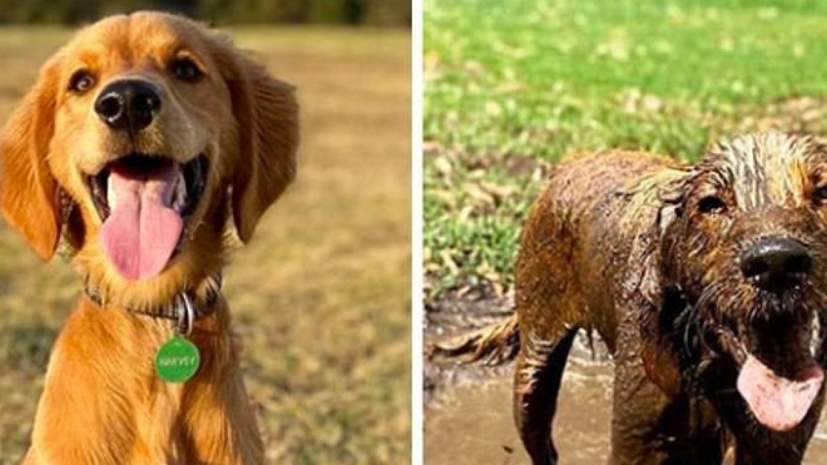 Illustration : "9 photos hilarantes de chiens qui prennent un malin plaisir à se rouler dans la boue pendant la promenade "