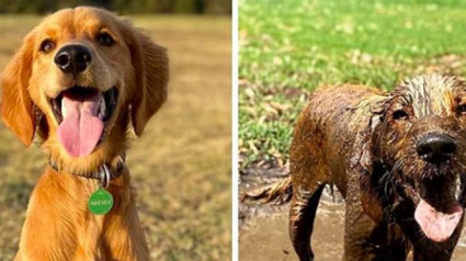 Illustration : 9 photos hilarantes de chiens qui prennent un malin plaisir à se rouler dans la boue pendant la promenade 